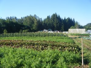 Cover Image: The Prison Garden as Artistic Boundary Object: Fostering Food Sovereignty and Social Citizenship for Indigenous People in British Columbia