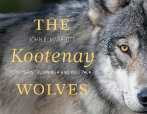 Cover Image: The Kootenay Wolves: Five Years Following a Wild Wolf Pack